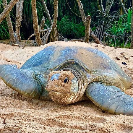 טנגלה Turtle Paradise מראה חיצוני תמונה