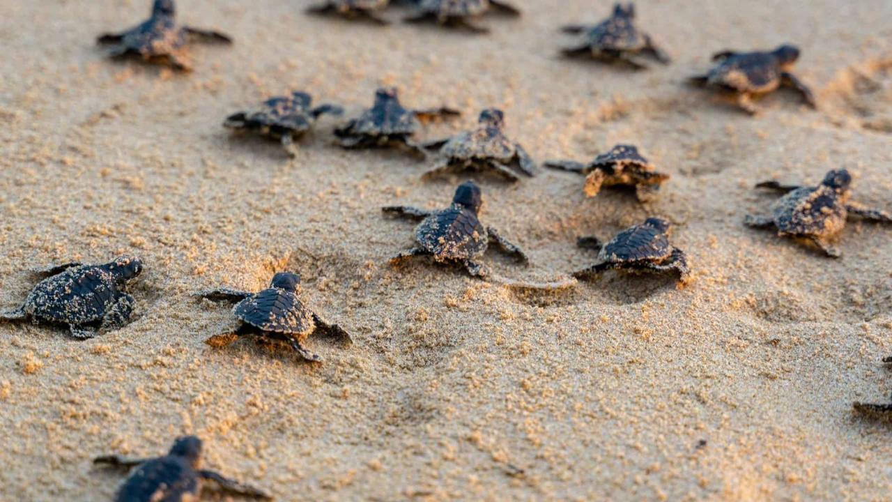טנגלה Turtle Paradise מראה חיצוני תמונה