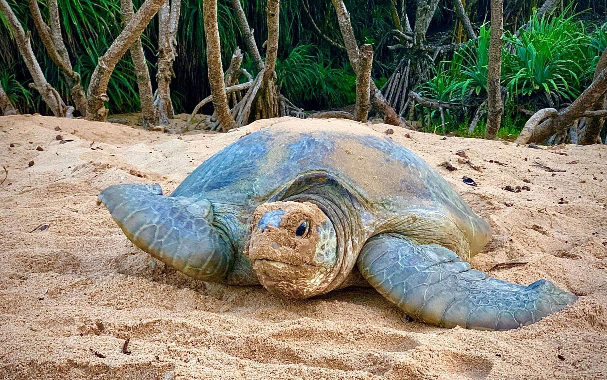טנגלה Turtle Paradise מראה חיצוני תמונה