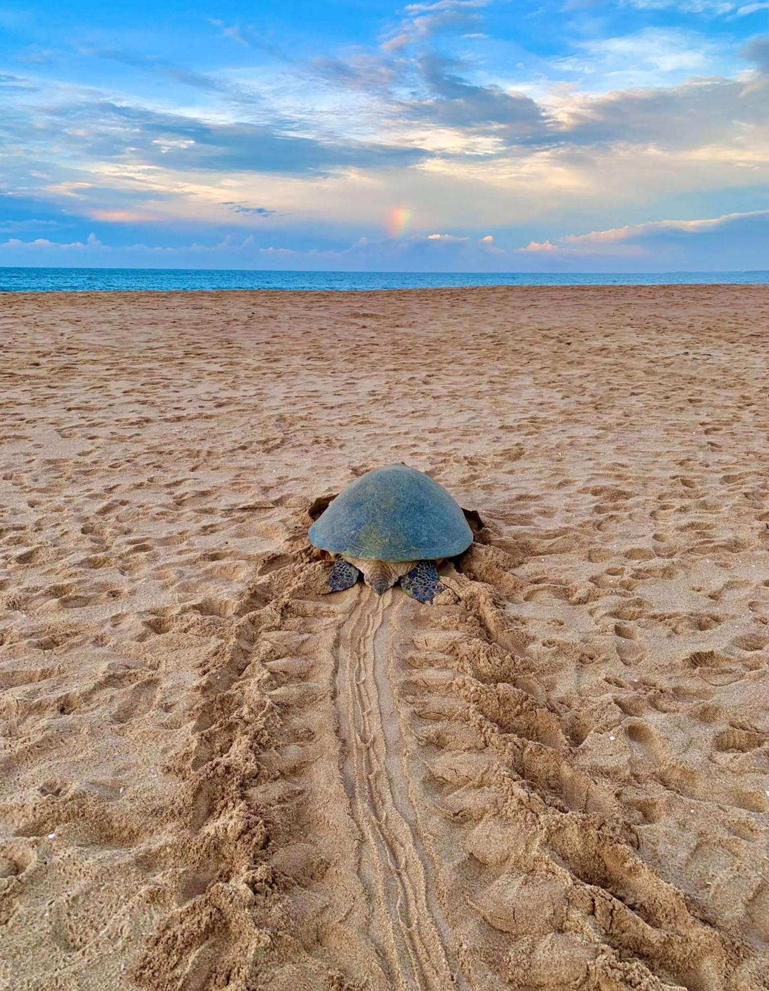 טנגלה Turtle Paradise מראה חיצוני תמונה